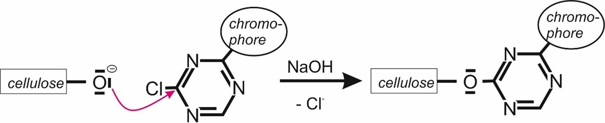 Schematic view of the reaction of triazine anchor with the hydroxy group of cellulose