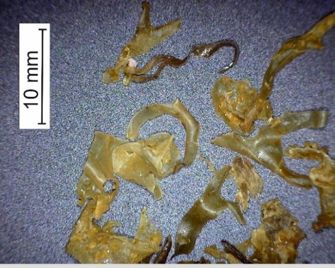 photographic image with higher magnification of Irish moss (product B5)