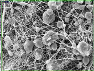 SEM image of carbonized PAN/diiron nickel tetroxide sample